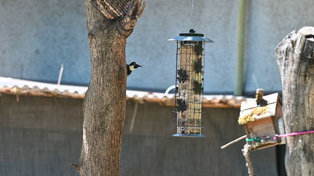 Acorn Woodpecker - ML638565054