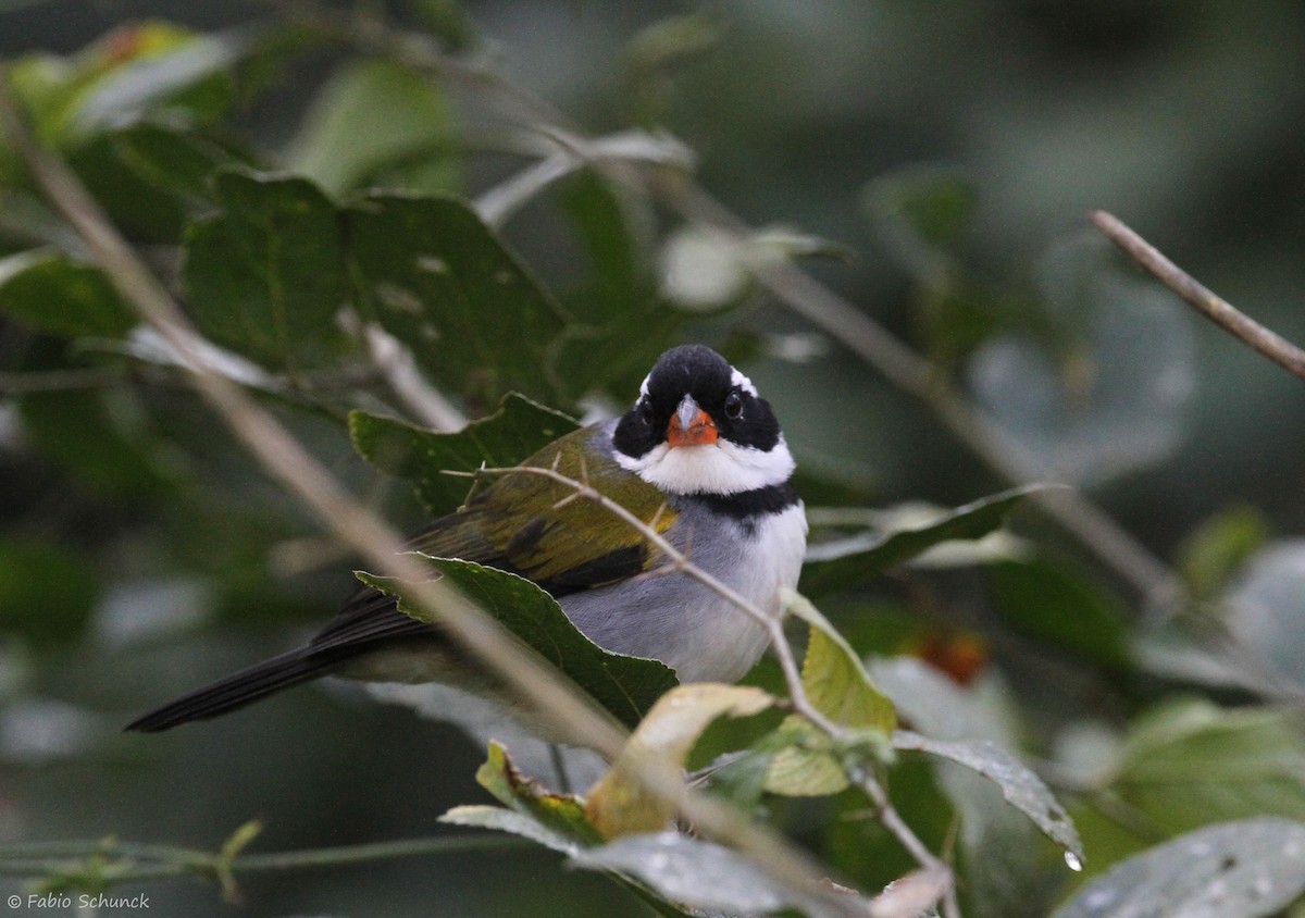 Saffron-billed Sparrow - ML638565061