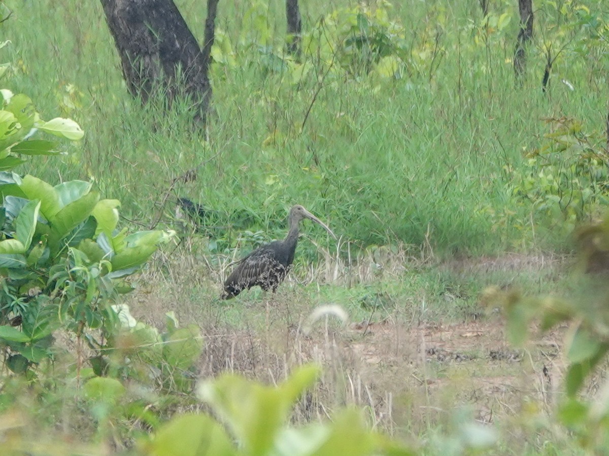 Giant Ibis - ML638565062