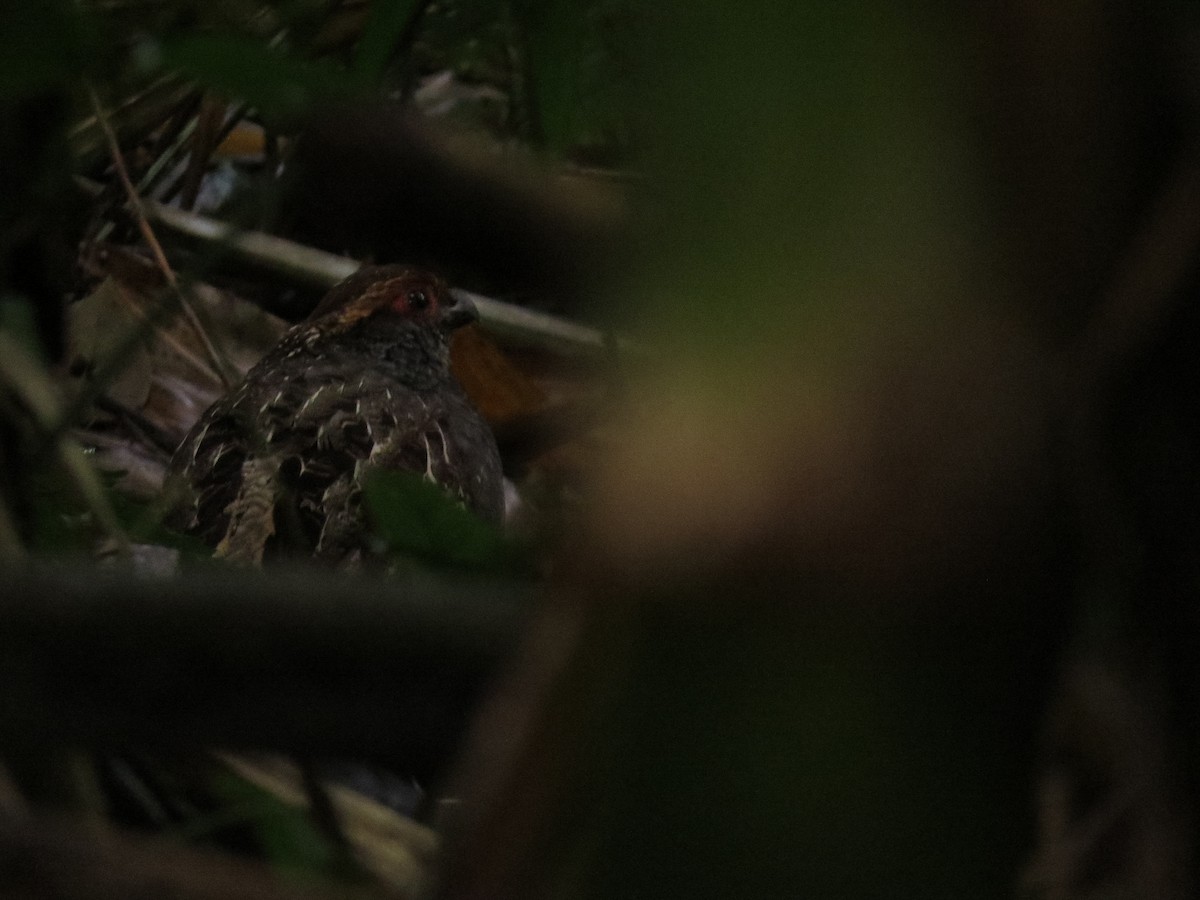 Spot-winged Wood-Quail - ML638565076