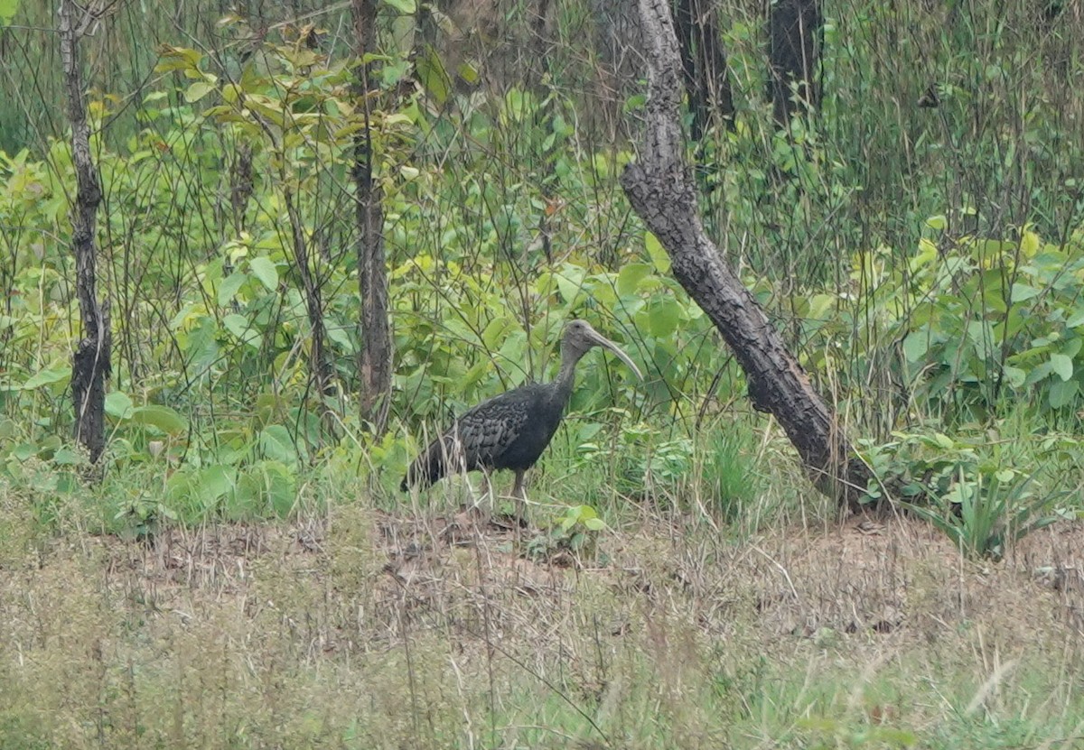 Giant Ibis - ML638565079