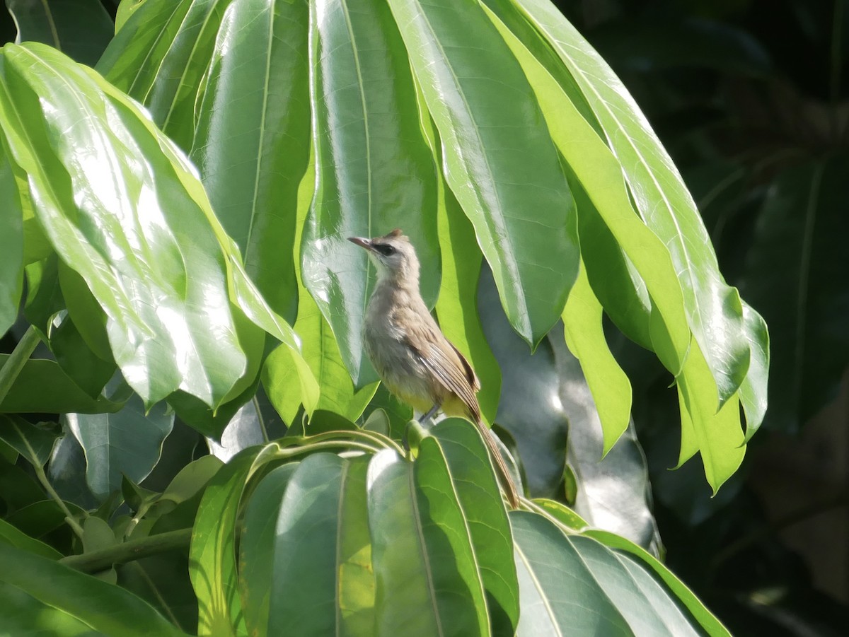 Yellow-vented Bulbul - ML638565090