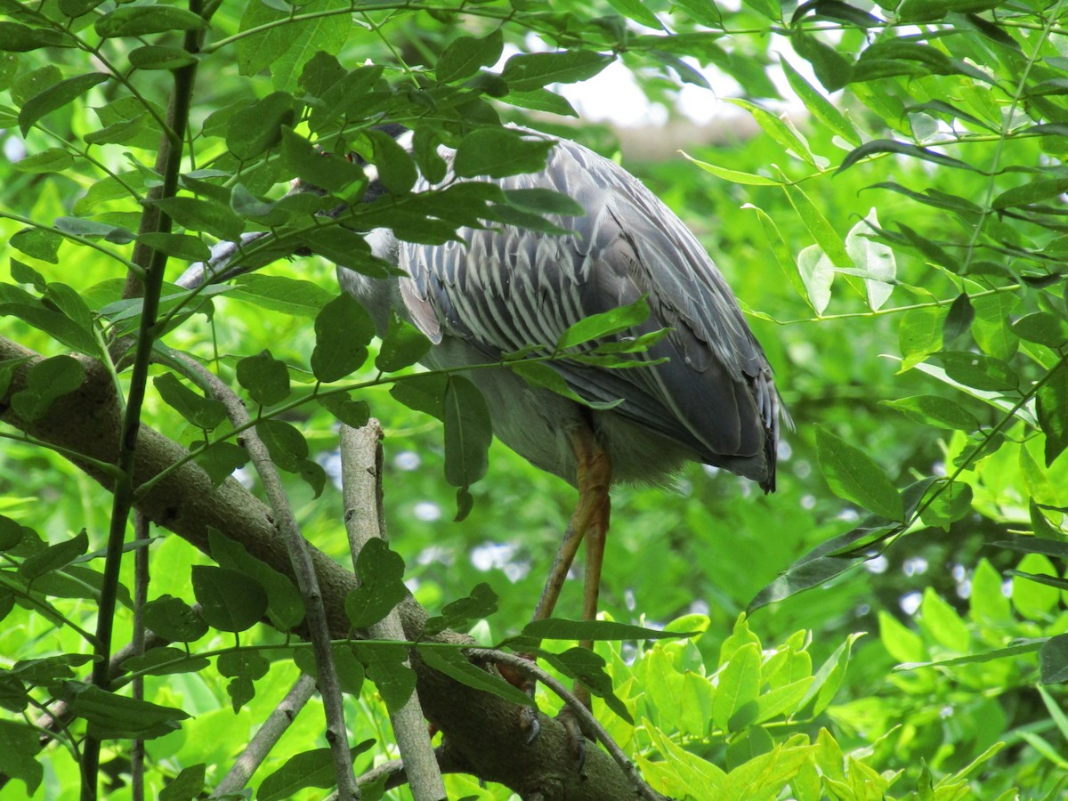 Yellow-crowned Night Heron - ML638565095