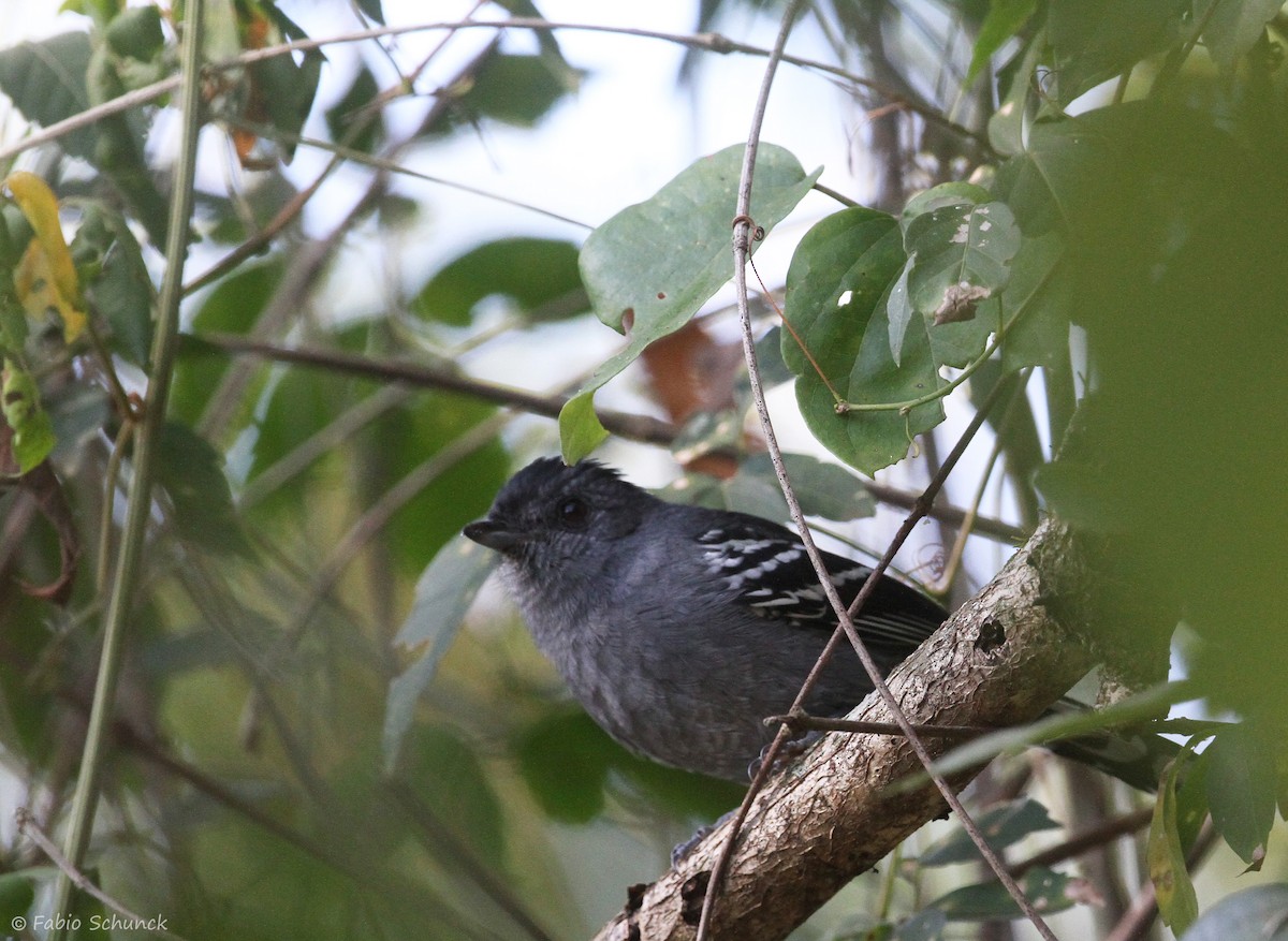 Variable Antshrike - ML638565099