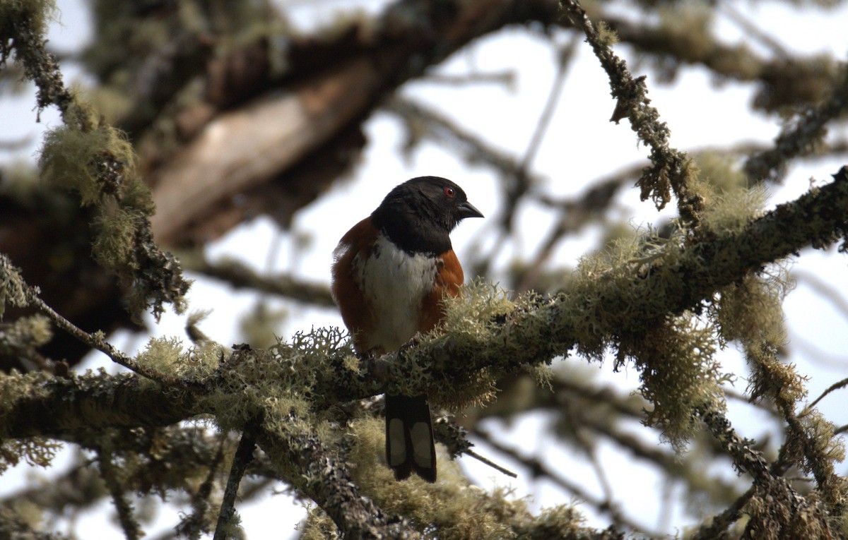 Spotted Towhee - ML638565102