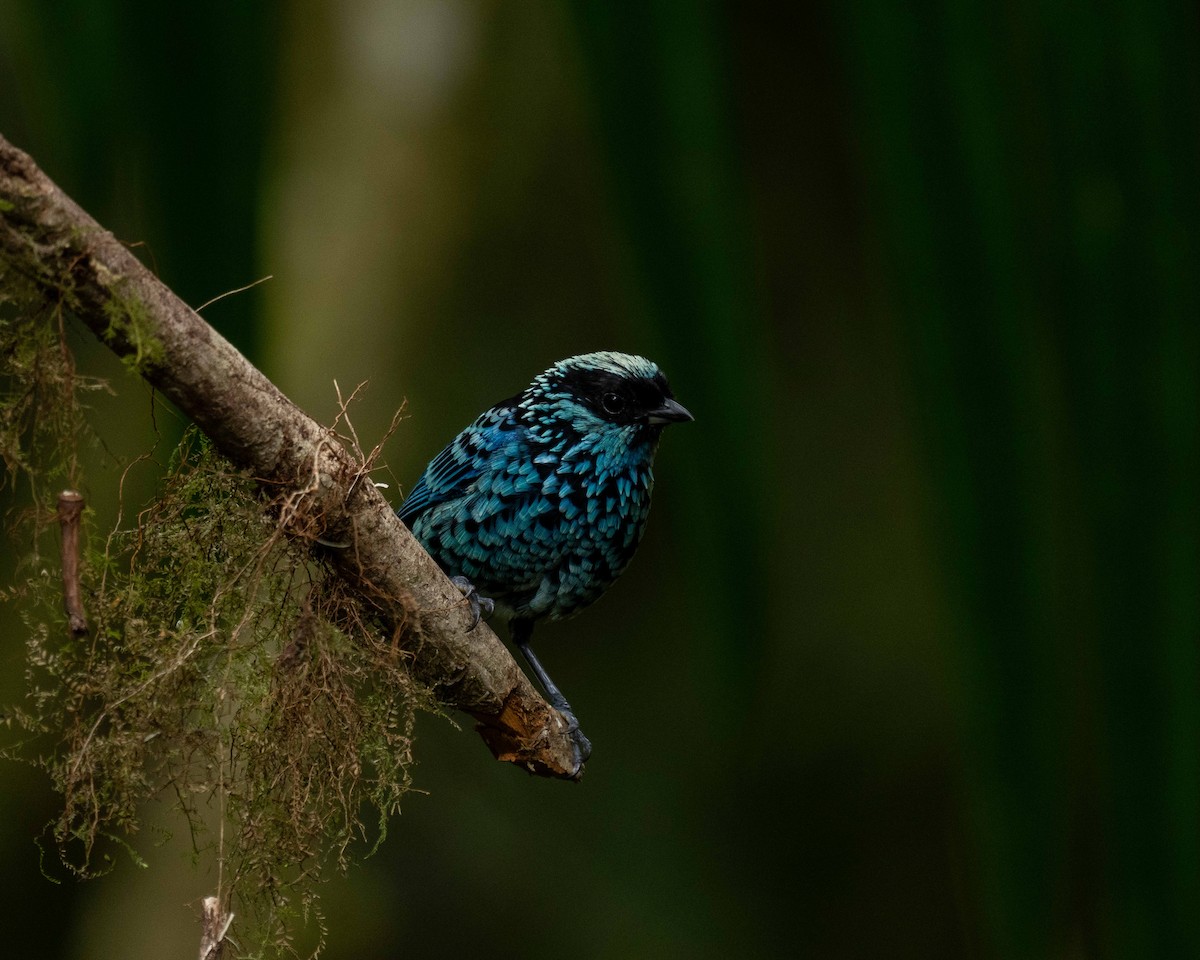 Beryl-spangled Tanager - ML638565104