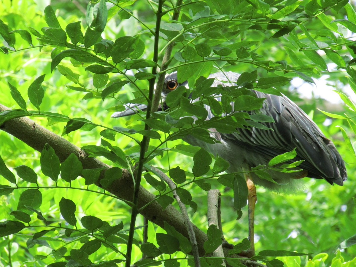Yellow-crowned Night Heron - ML638565107