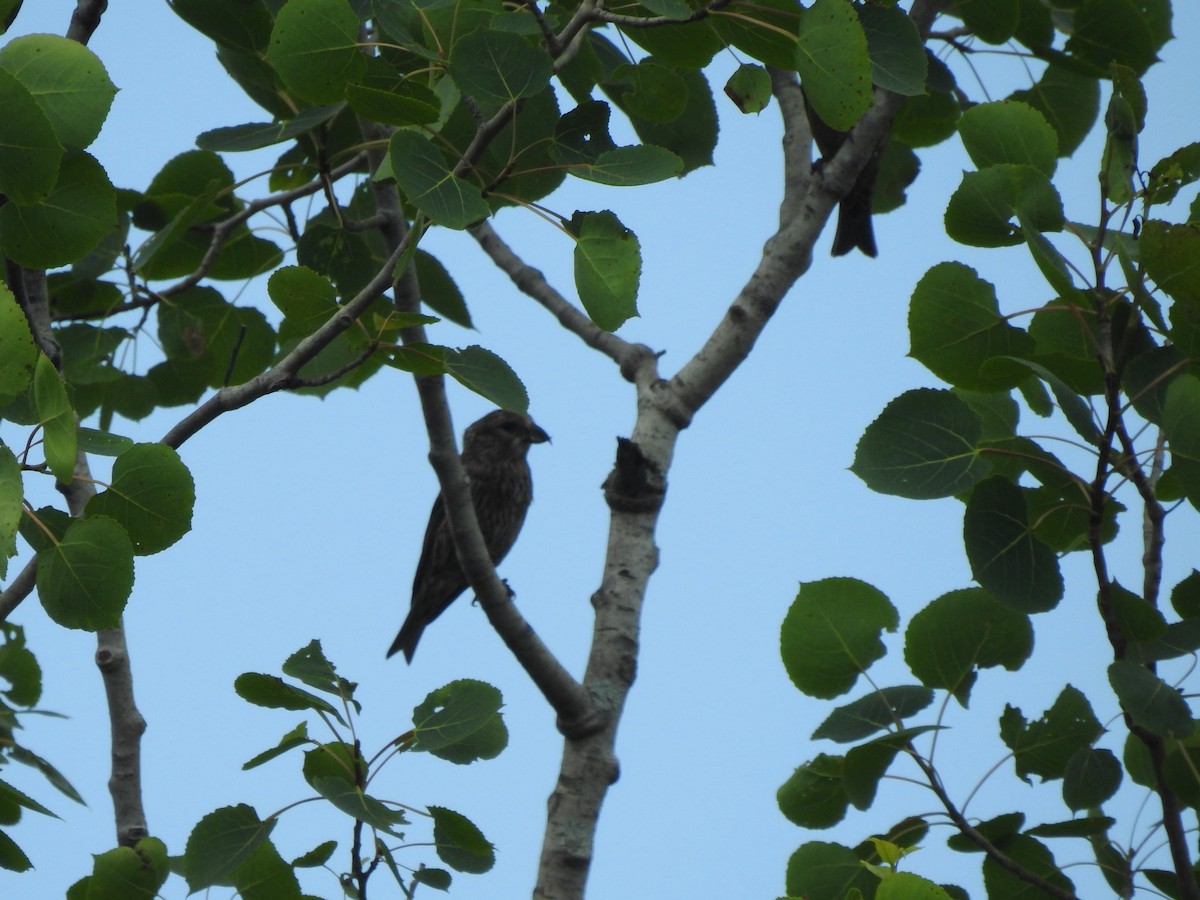 Red Crossbill - ML638565109