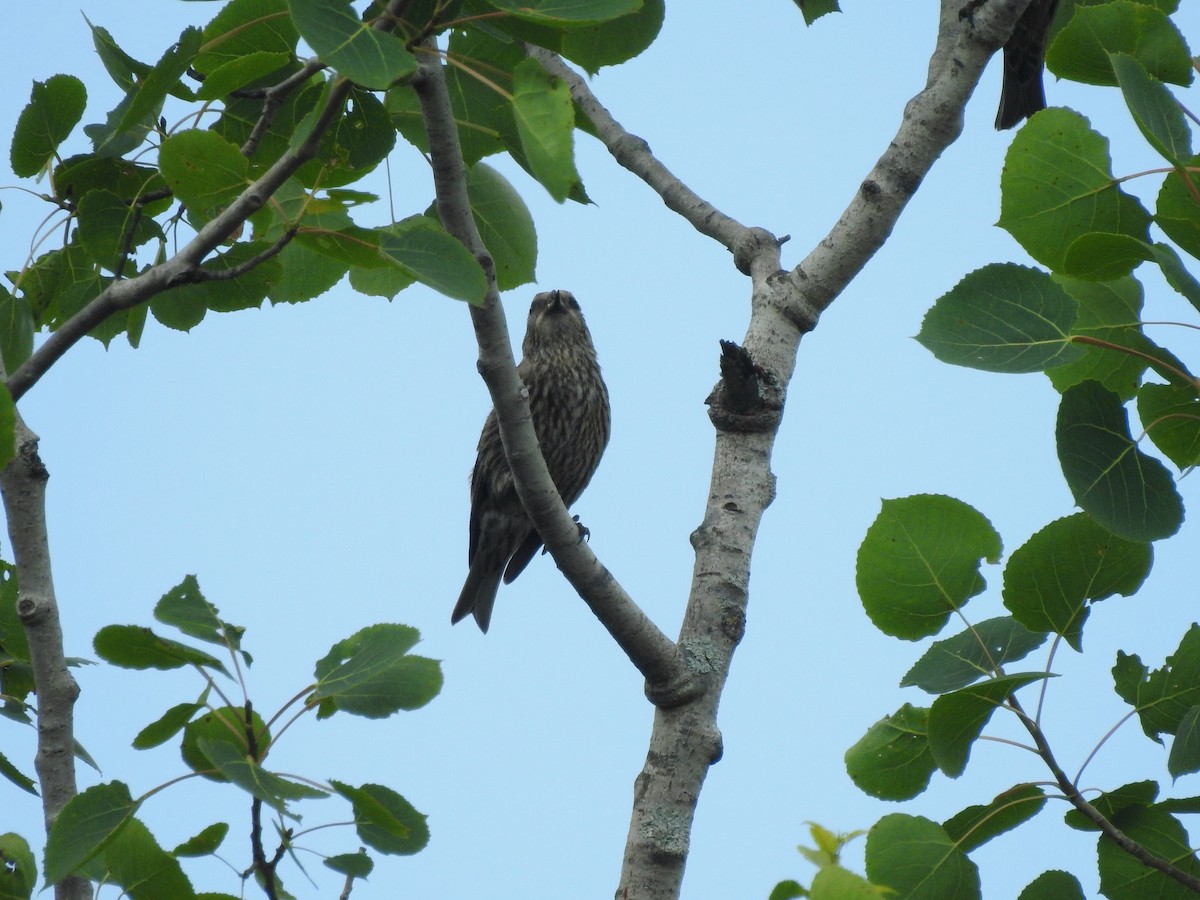 Red Crossbill - ML638565110