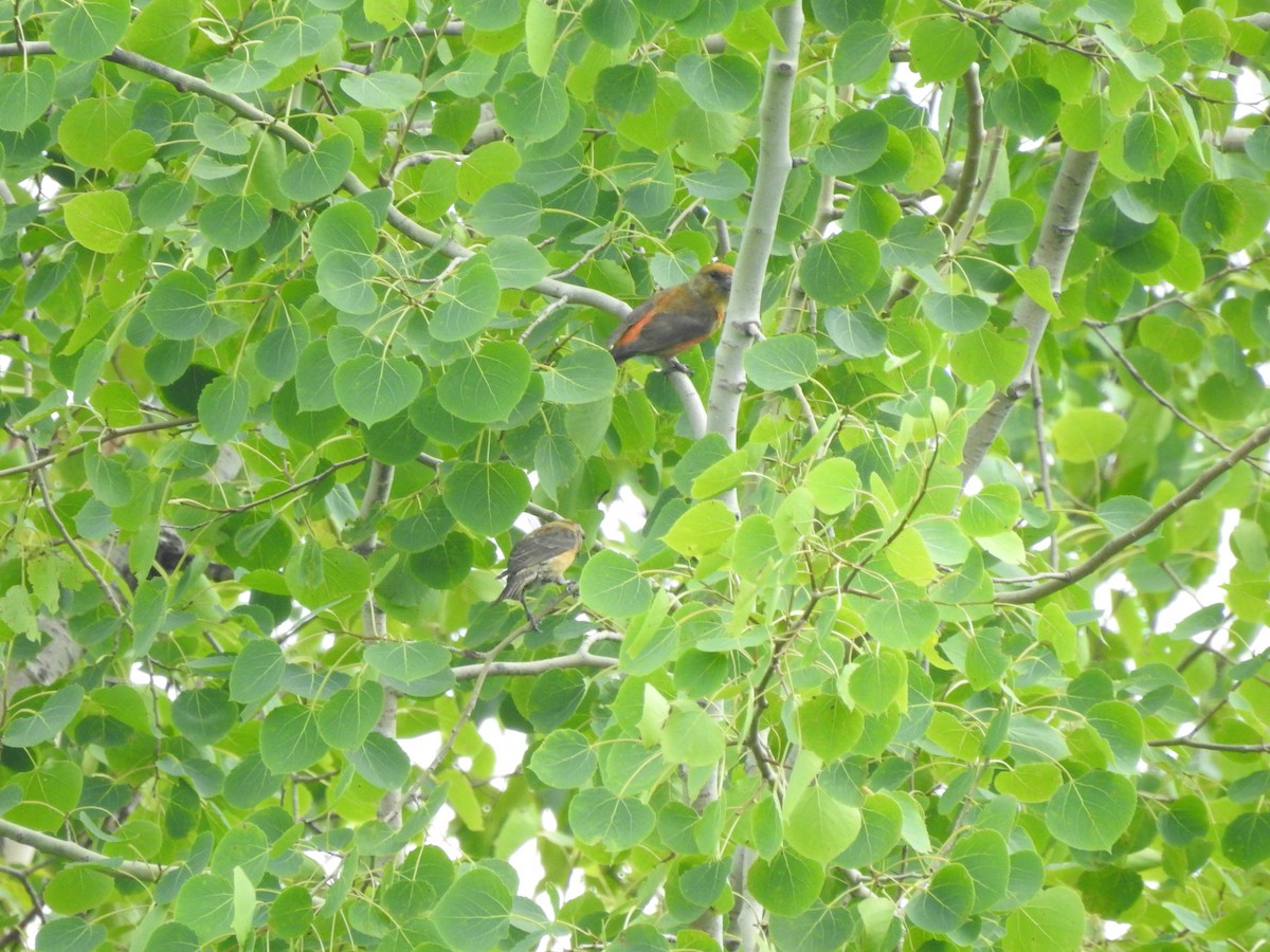 Red Crossbill - ML638565111