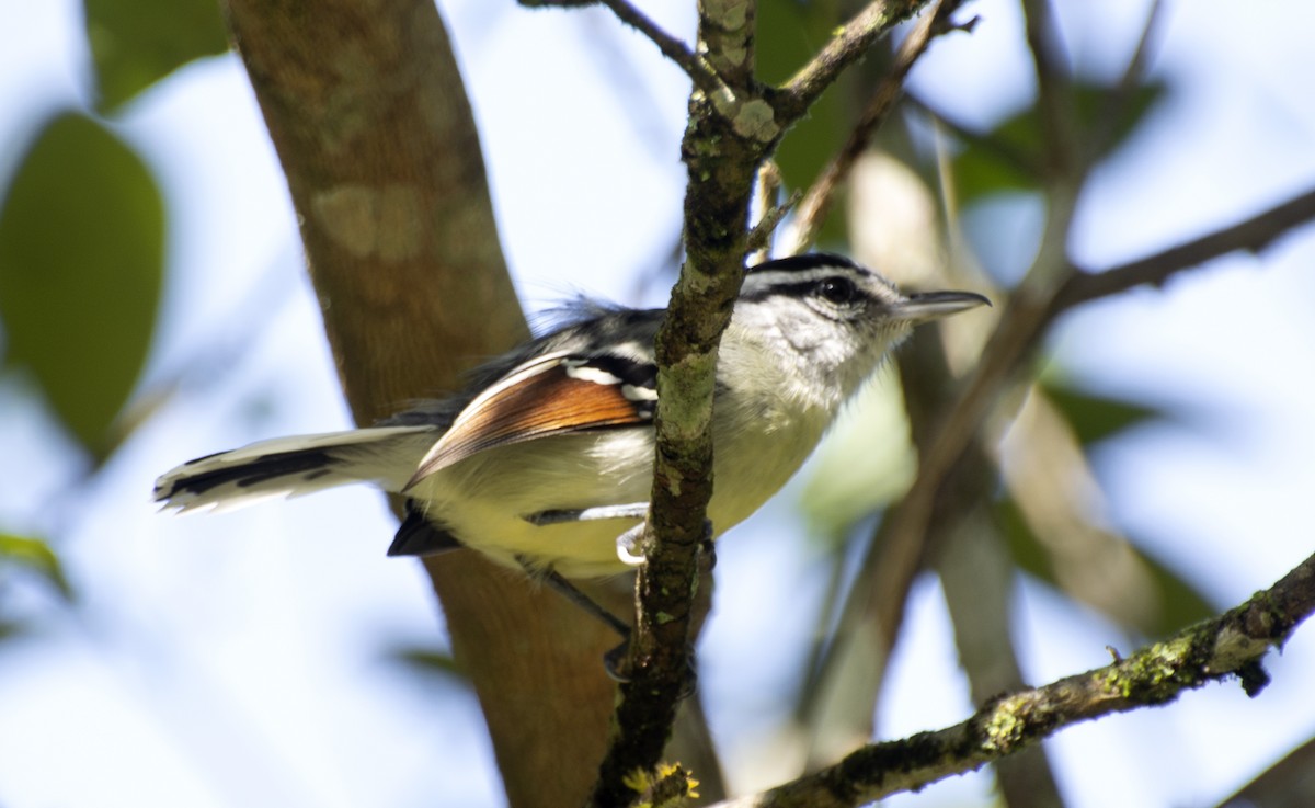 Rusty-winged Antwren - ML638565122