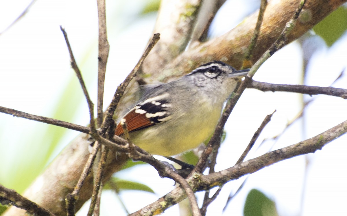 Rusty-winged Antwren - ML638565123