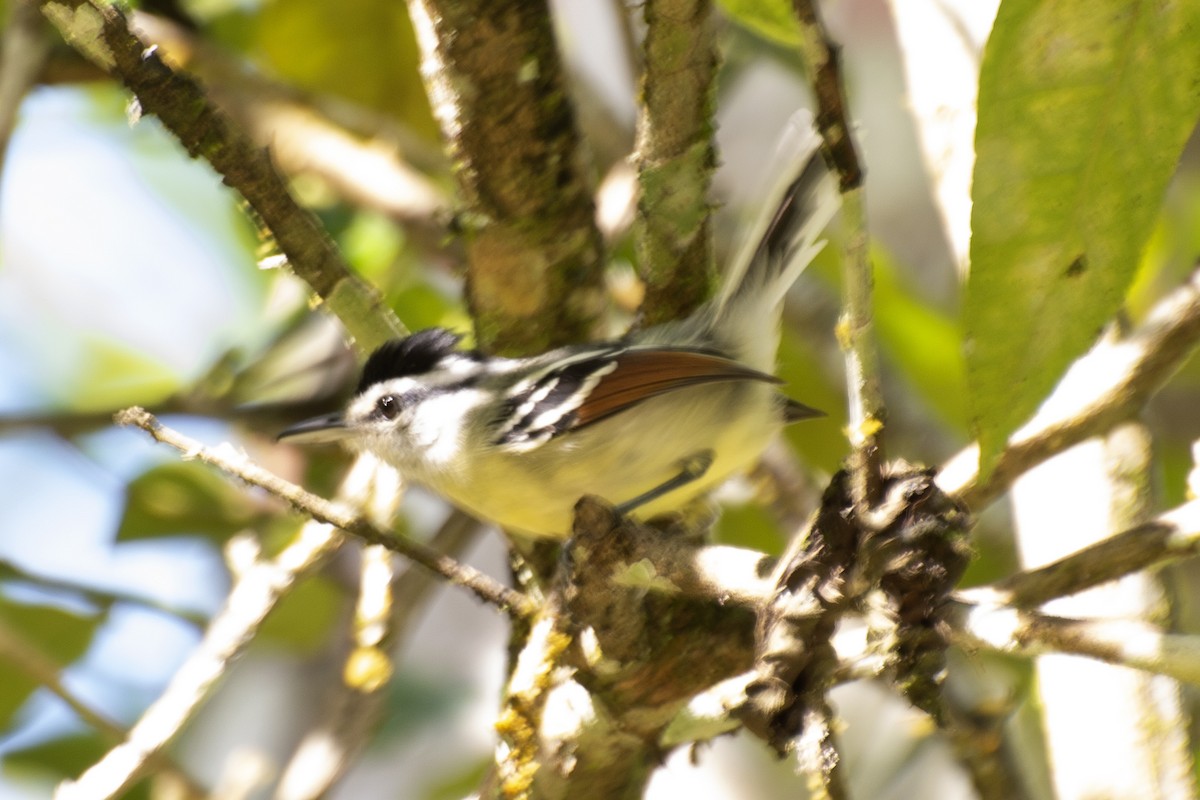 Rusty-winged Antwren - ML638565124