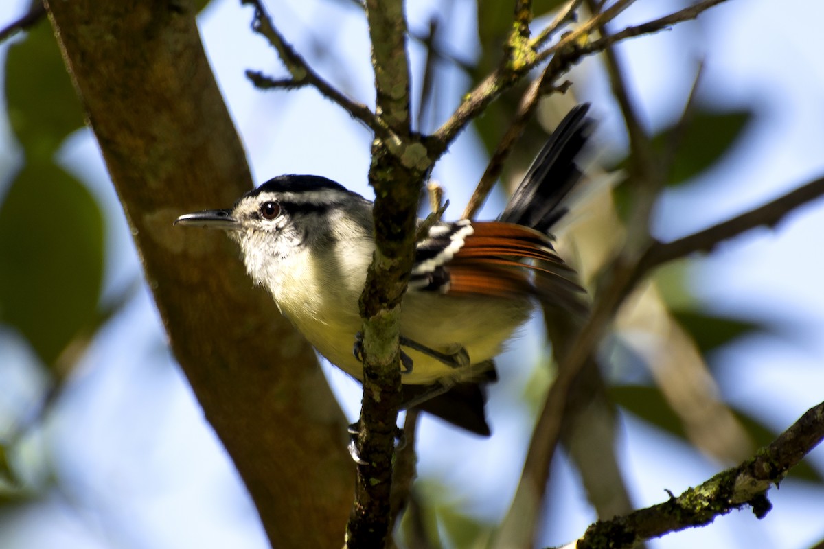 Rusty-winged Antwren - ML638565125