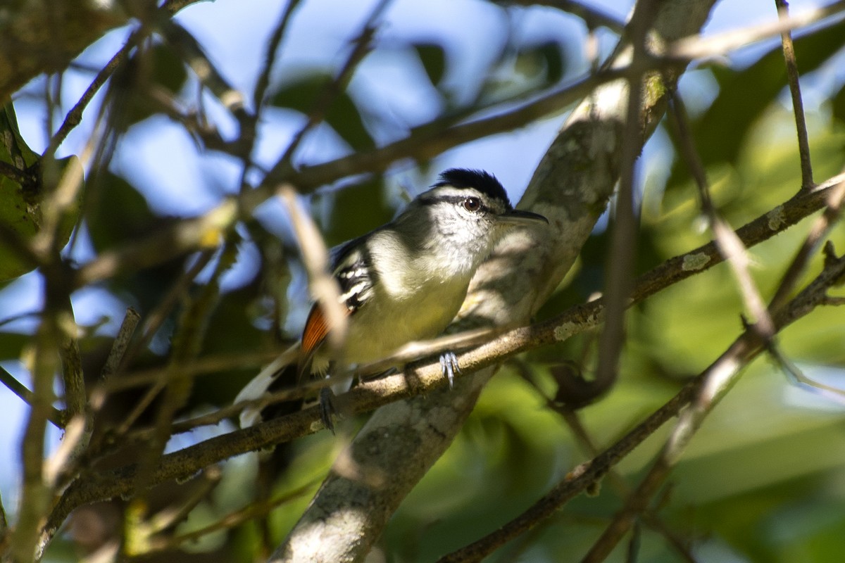 Rusty-winged Antwren - ML638565128