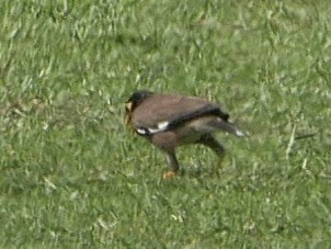 Common Myna - ML638565131