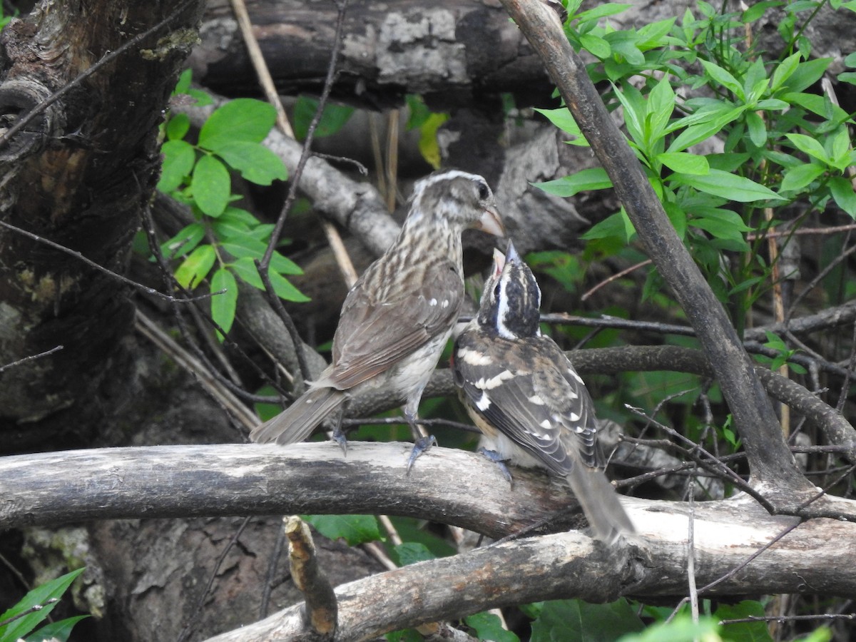 Rose-breasted Grosbeak - ML638565160
