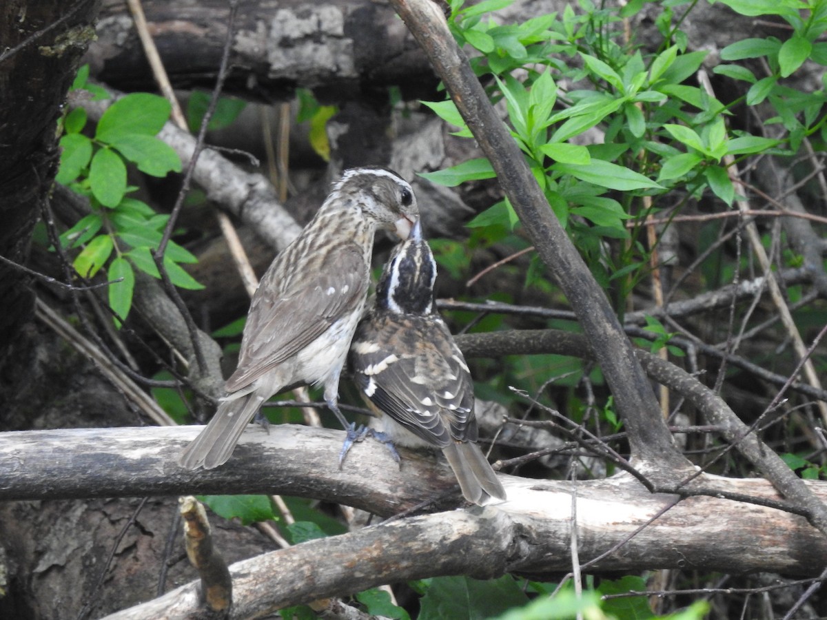 Rose-breasted Grosbeak - ML638565161