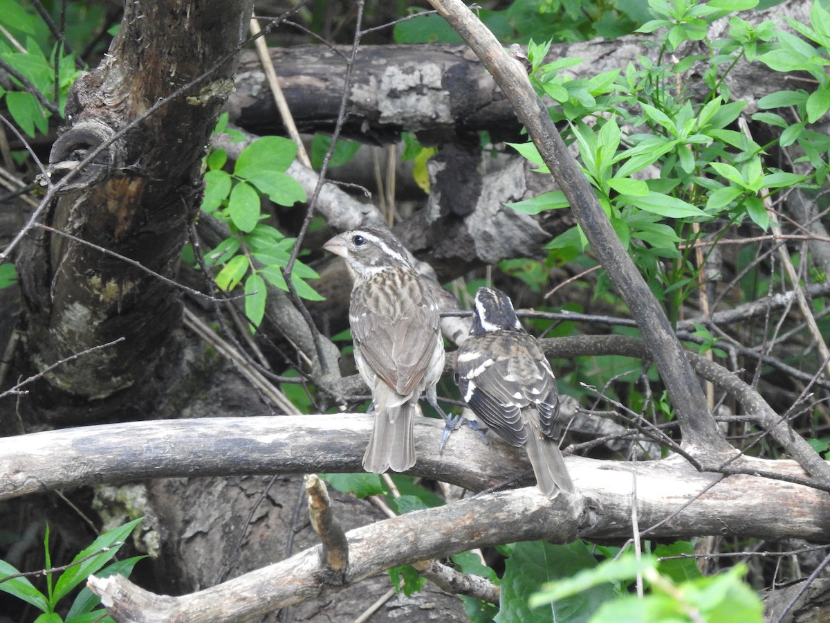 Rose-breasted Grosbeak - ML638565162