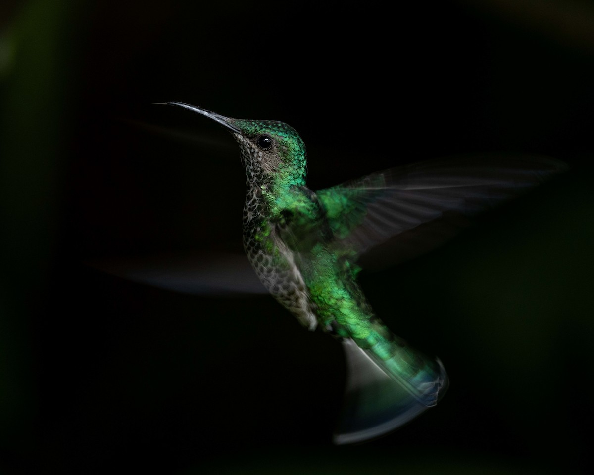 kolibřík bělokrký - ML638565170