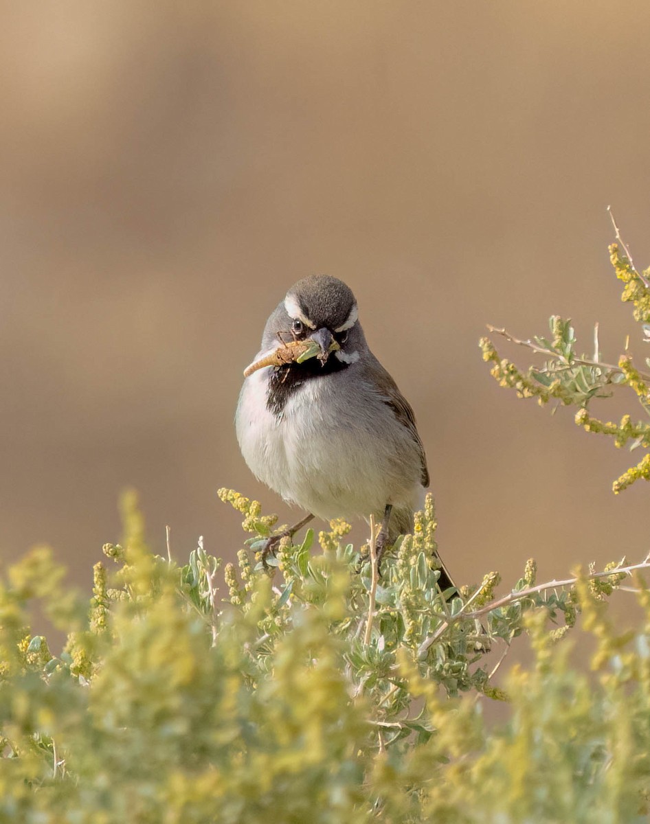 Black-throated Sparrow - ML638565173