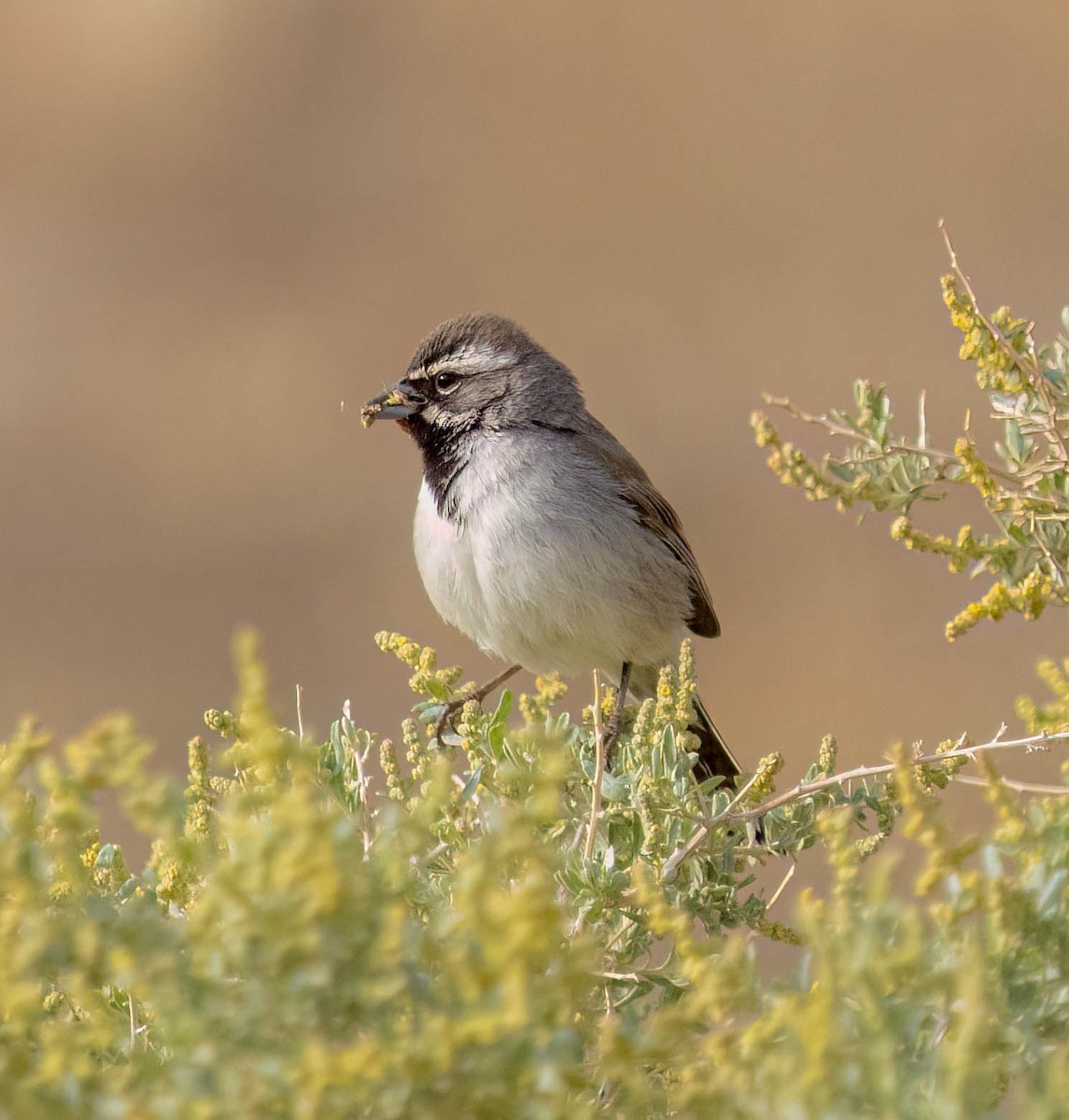 Black-throated Sparrow - ML638565174