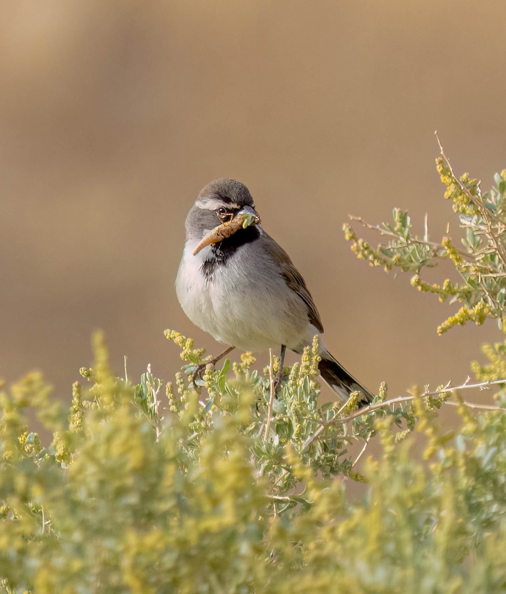 Black-throated Sparrow - ML638565175