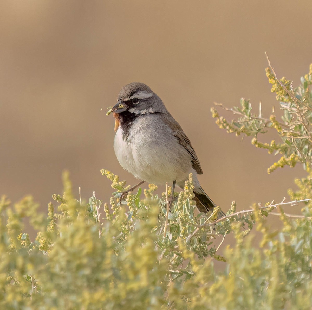 Black-throated Sparrow - ML638565176