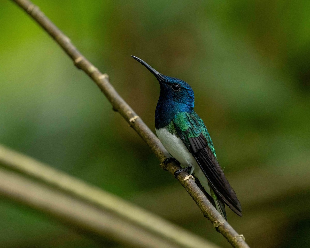 kolibřík bělokrký - ML638565186