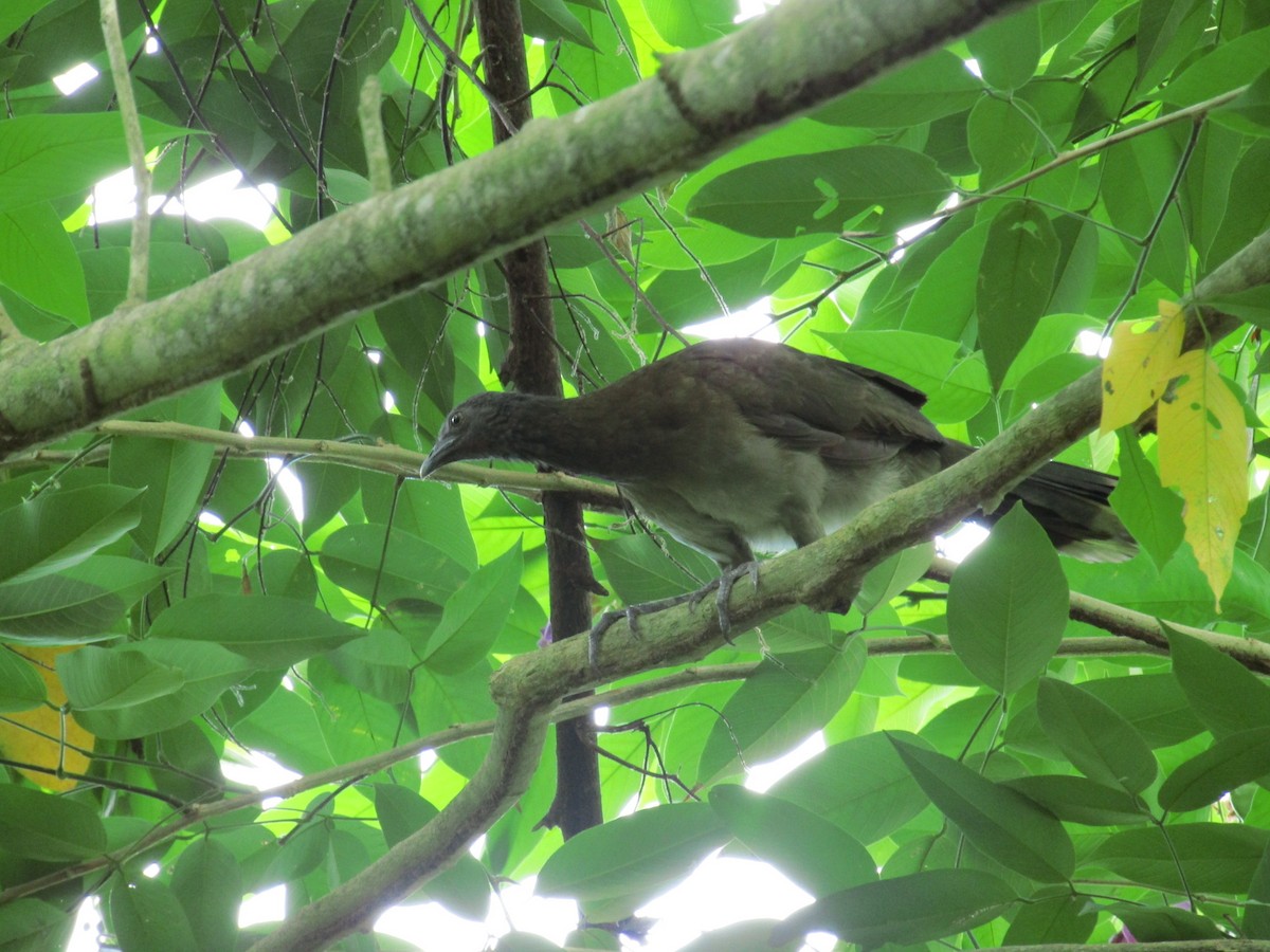 Gray-headed Chachalaca - ML638565192