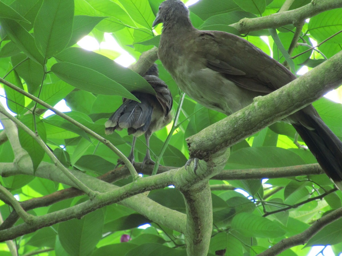 Gray-headed Chachalaca - ML638565235