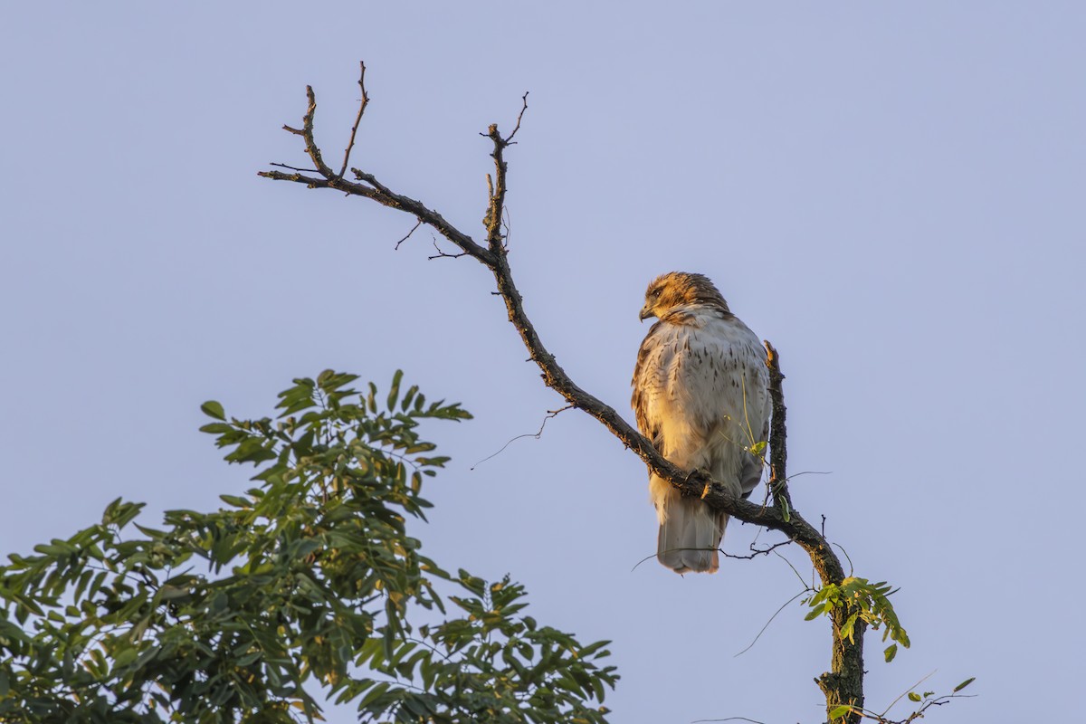Red-tailed Hawk - ML638565270