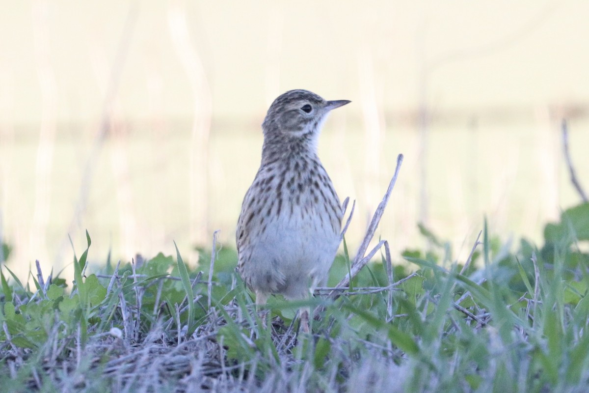 Australian Pipit - ML638565322
