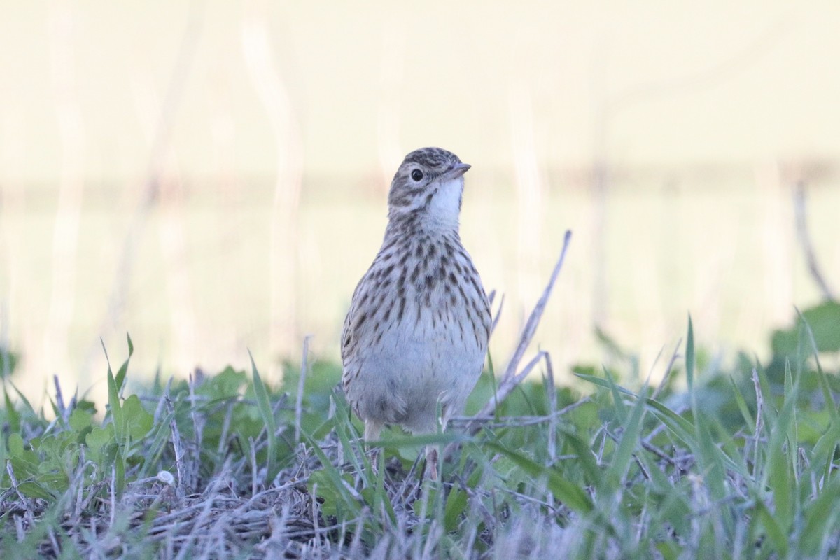 Australian Pipit - ML638565323