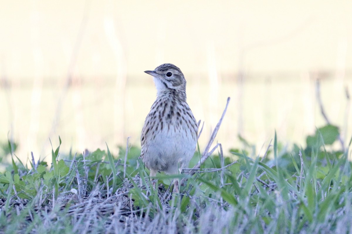 Australian Pipit - ML638565324