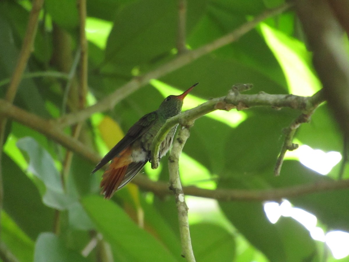 Rufous-tailed Hummingbird - ML638565332