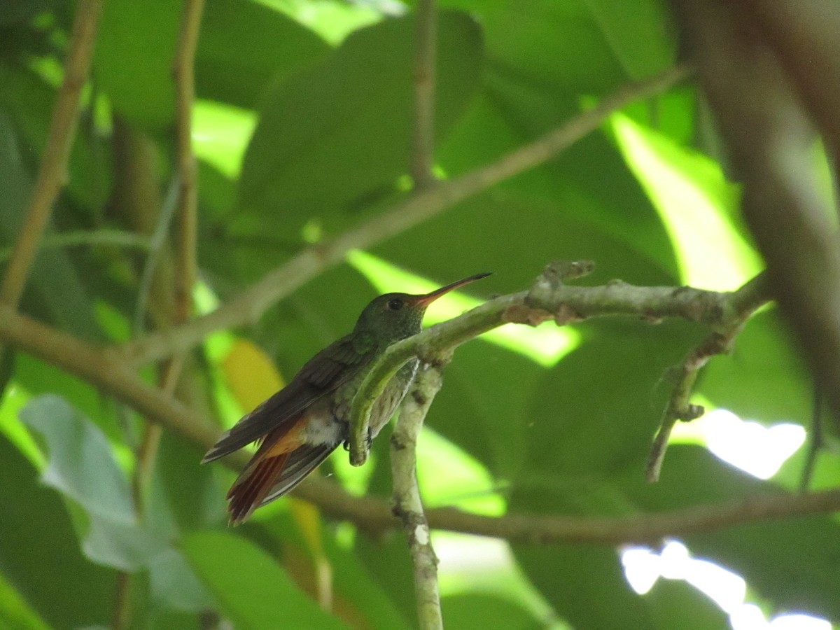 Rufous-tailed Hummingbird - ML638565348