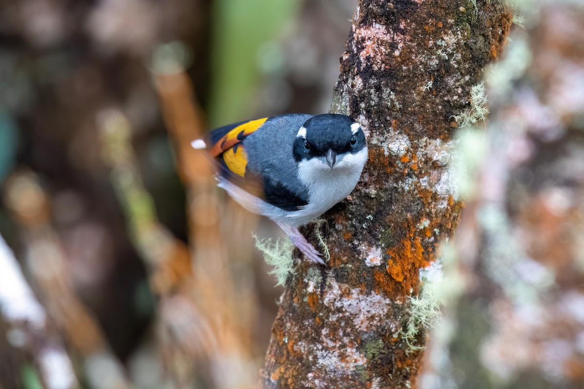 White-browed Shrike-Babbler - ML638565355