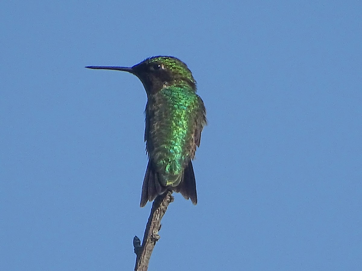 ノドアカハチドリ - ML638565365