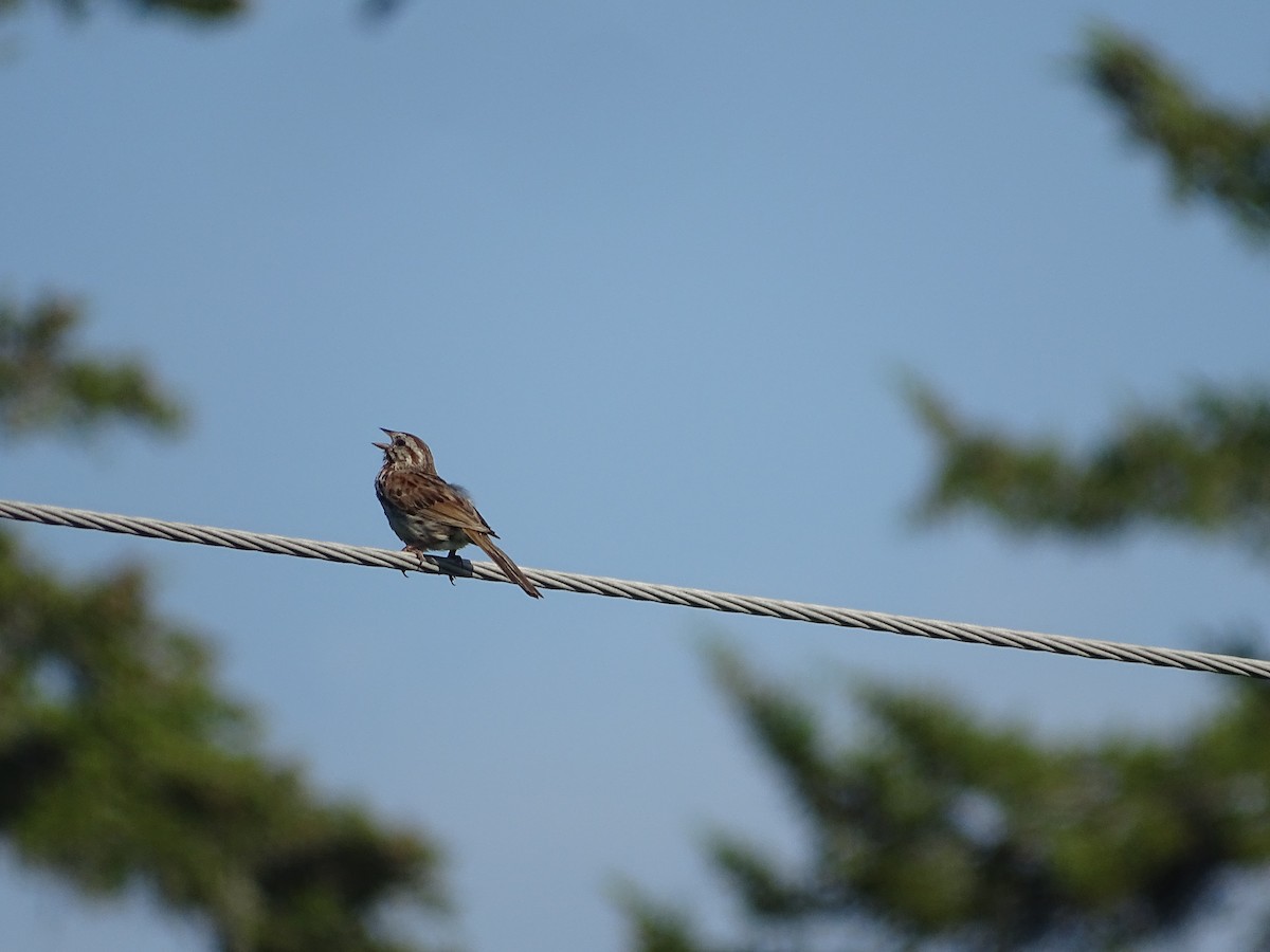 Song Sparrow - ML638565390
