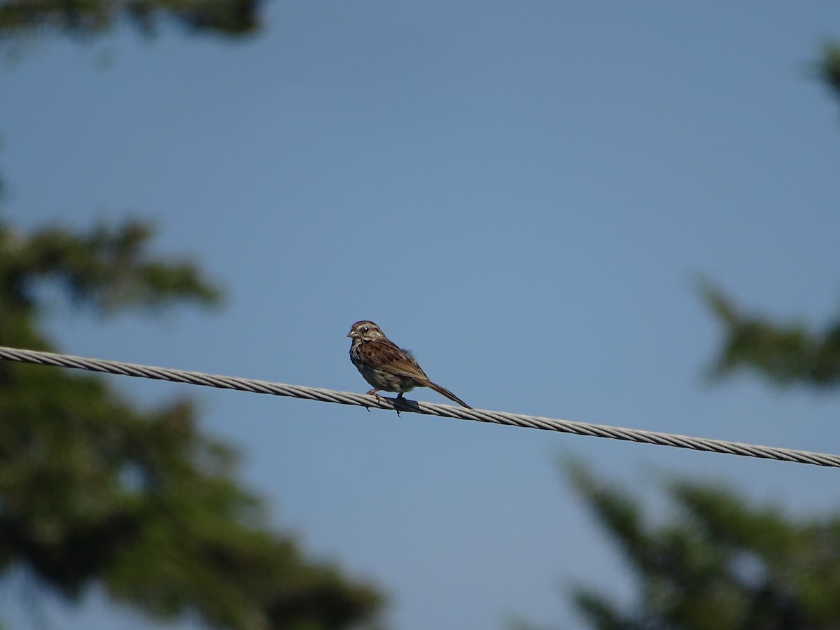 Song Sparrow - ML638565391