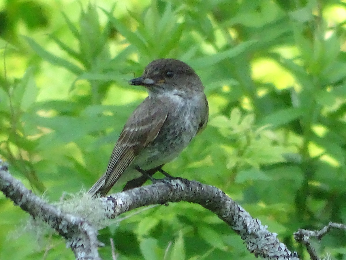 Eastern Phoebe - ML638565395