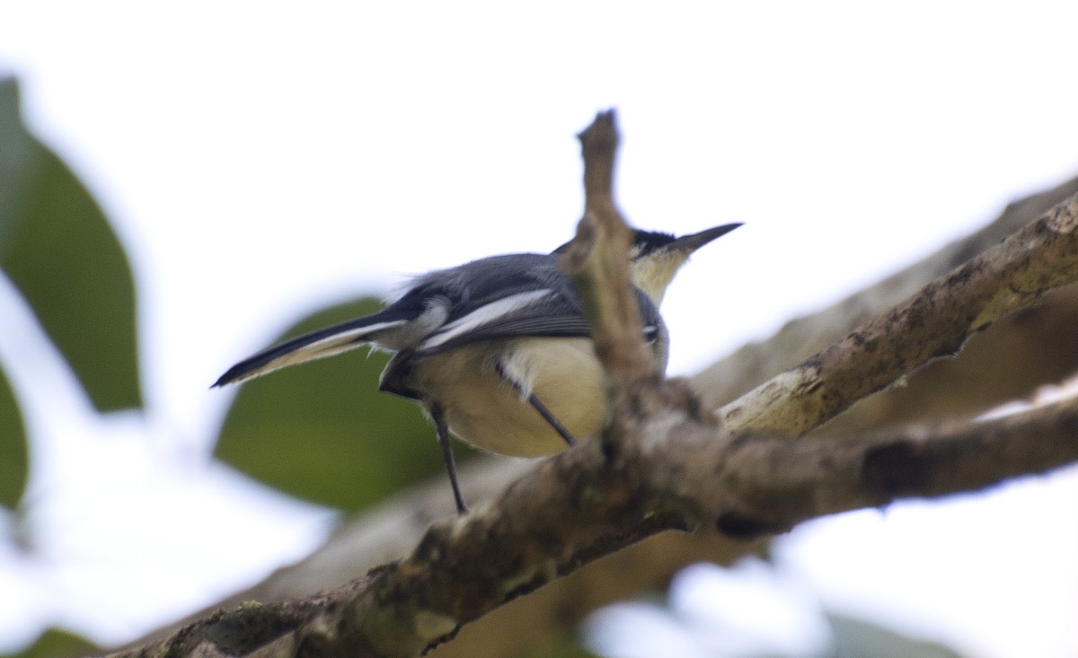 Tropical Gnatcatcher (atricapilla) - ML638565396