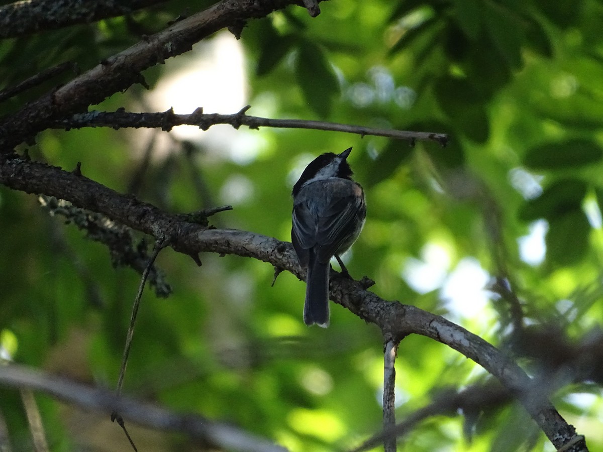 Black-capped Chickadee - ML638565404