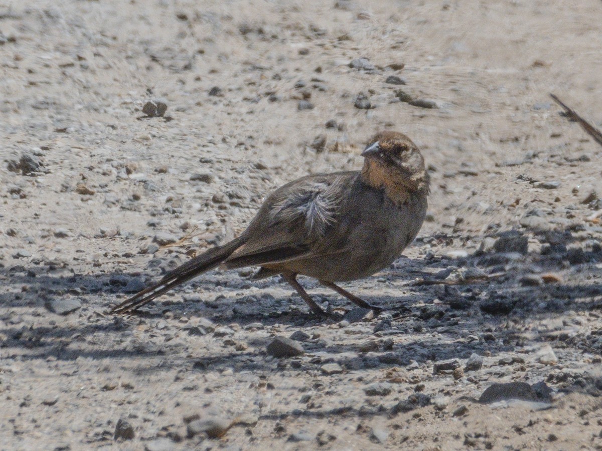 California Towhee - ML638565427