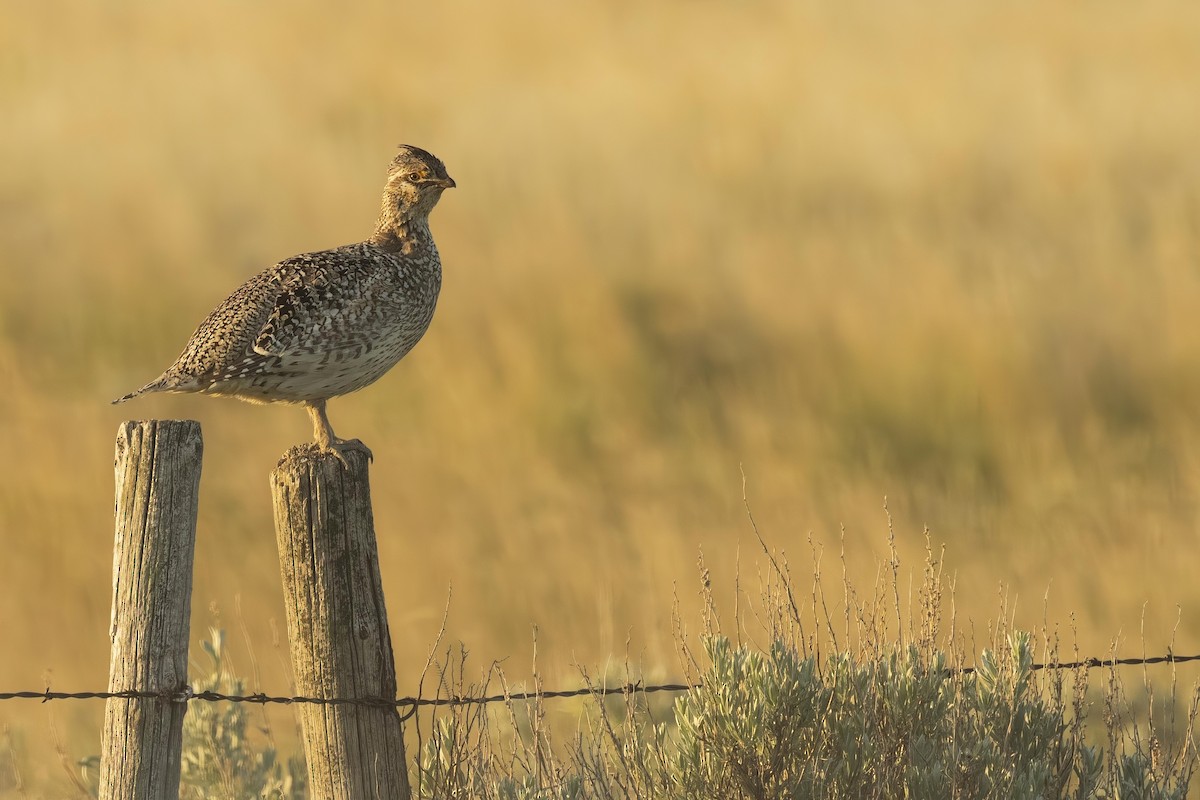 Sharp-tailed Grouse - ML638565430