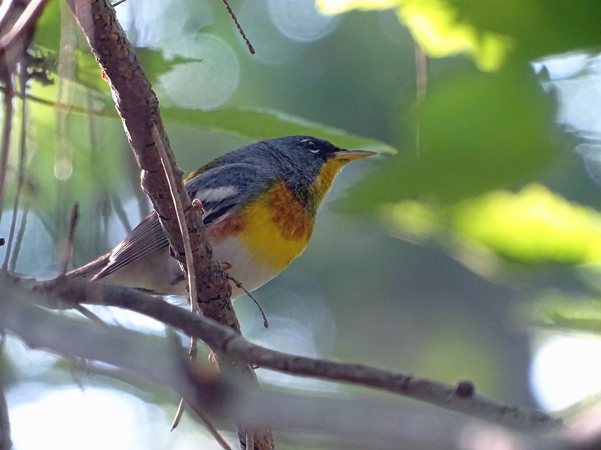 Northern Parula - ML638565438
