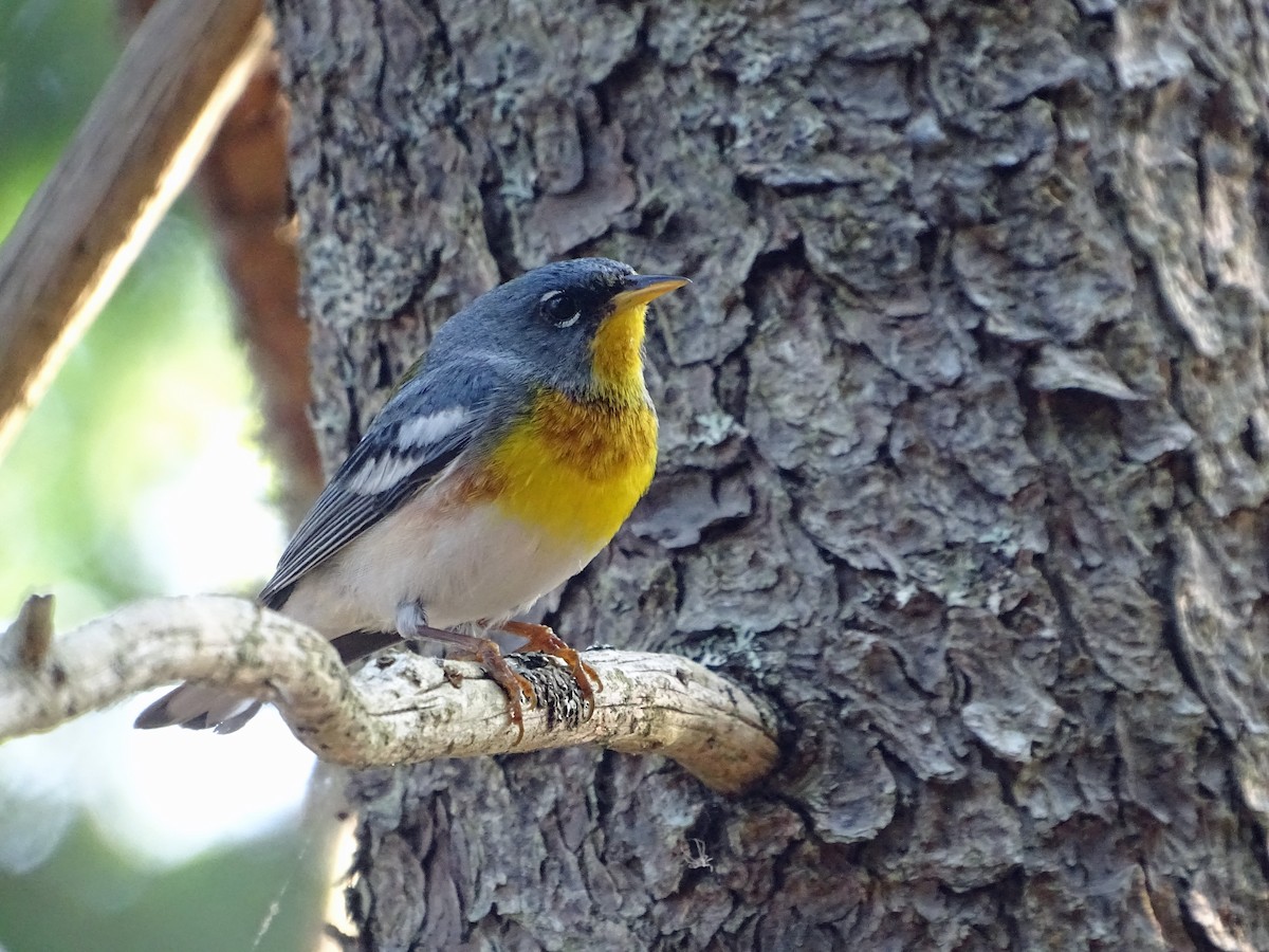 Northern Parula - ML638565439