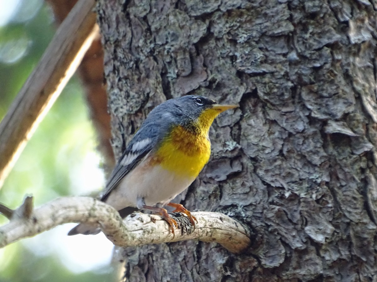 Northern Parula - ML638565440