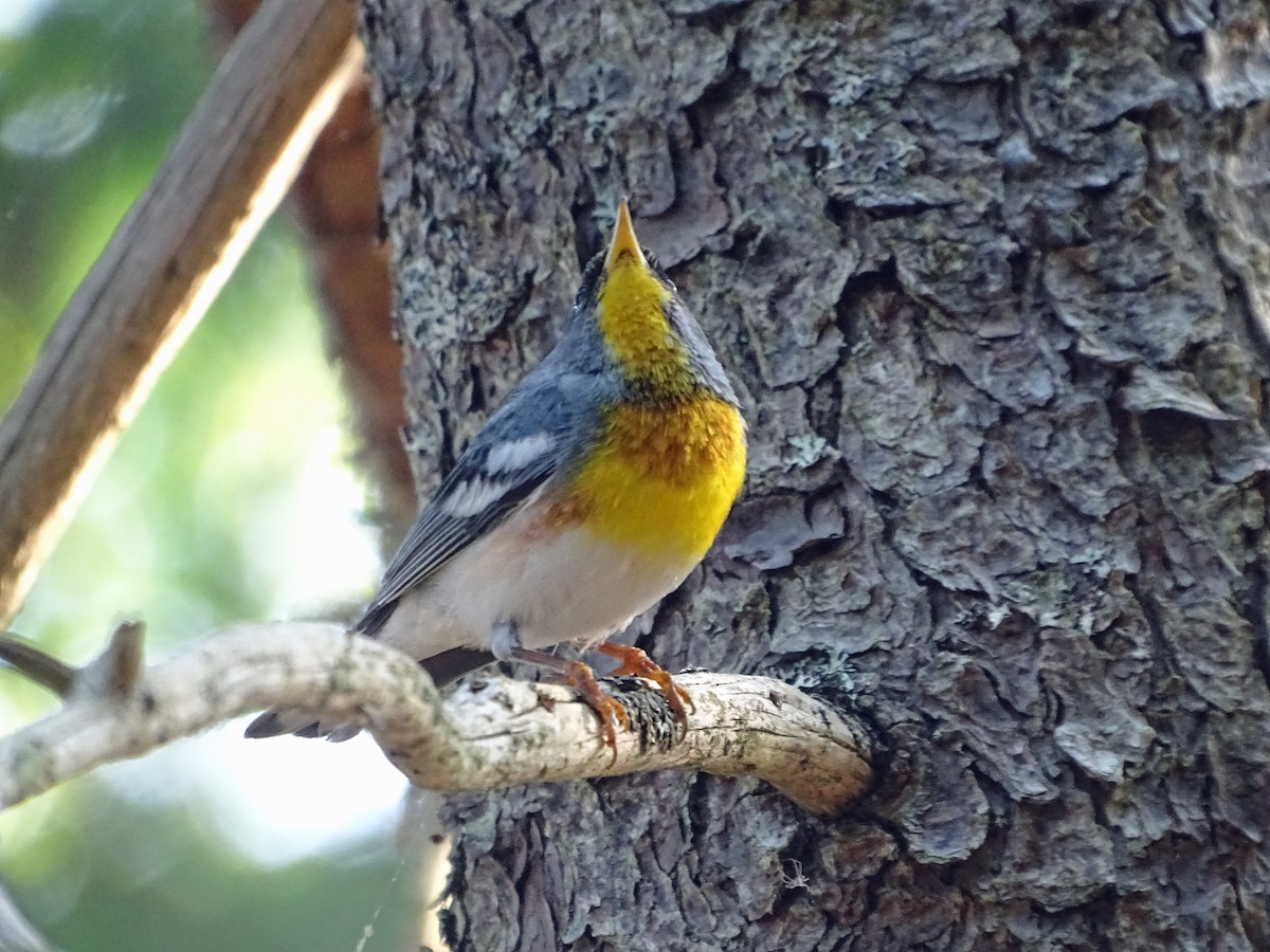 Northern Parula - ML638565441
